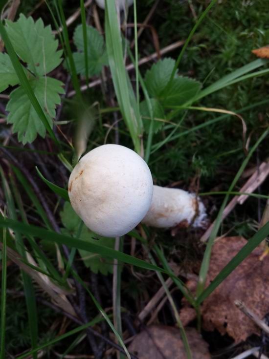 photo 20160903_102823_zps2qhfezac.jpg