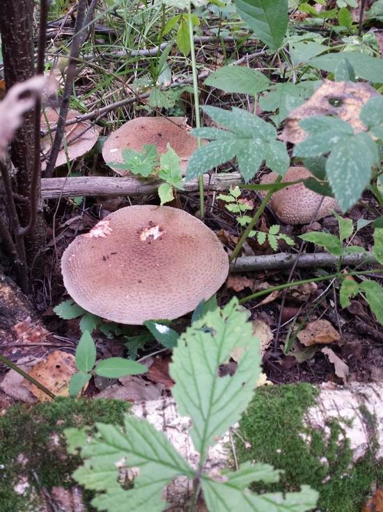 photo 20160903_103323_zpsnw4omzkk.jpg