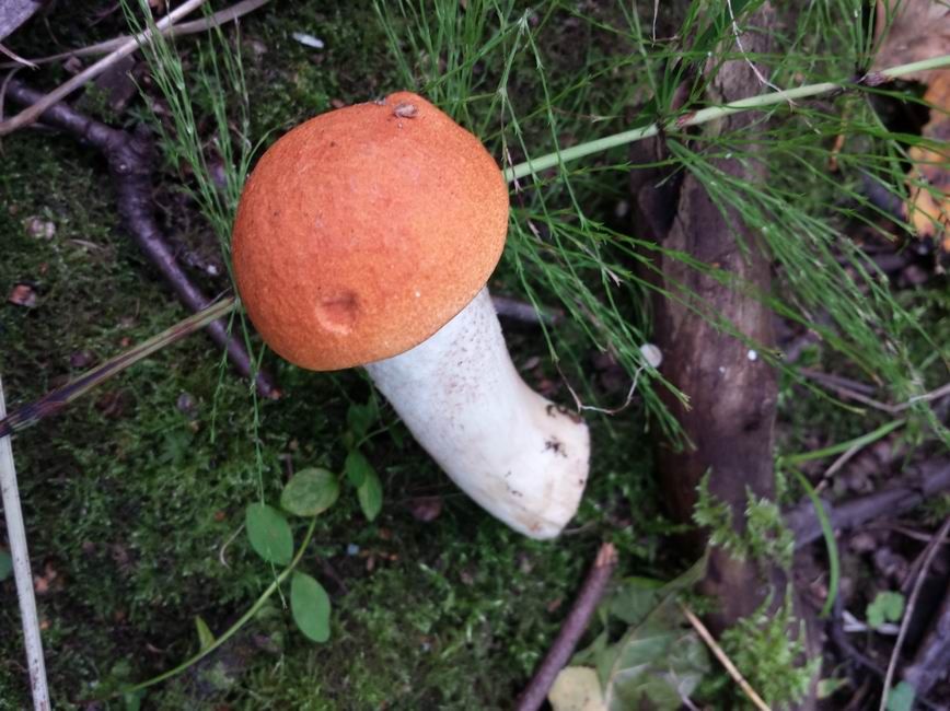 photo 20160903_112007_zpsantyccoi.jpg
