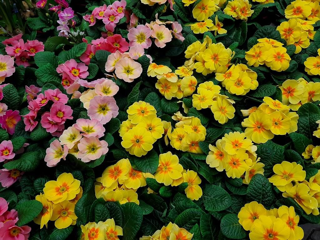 photo 20200229_100746_zpsddcnywj0.jpg